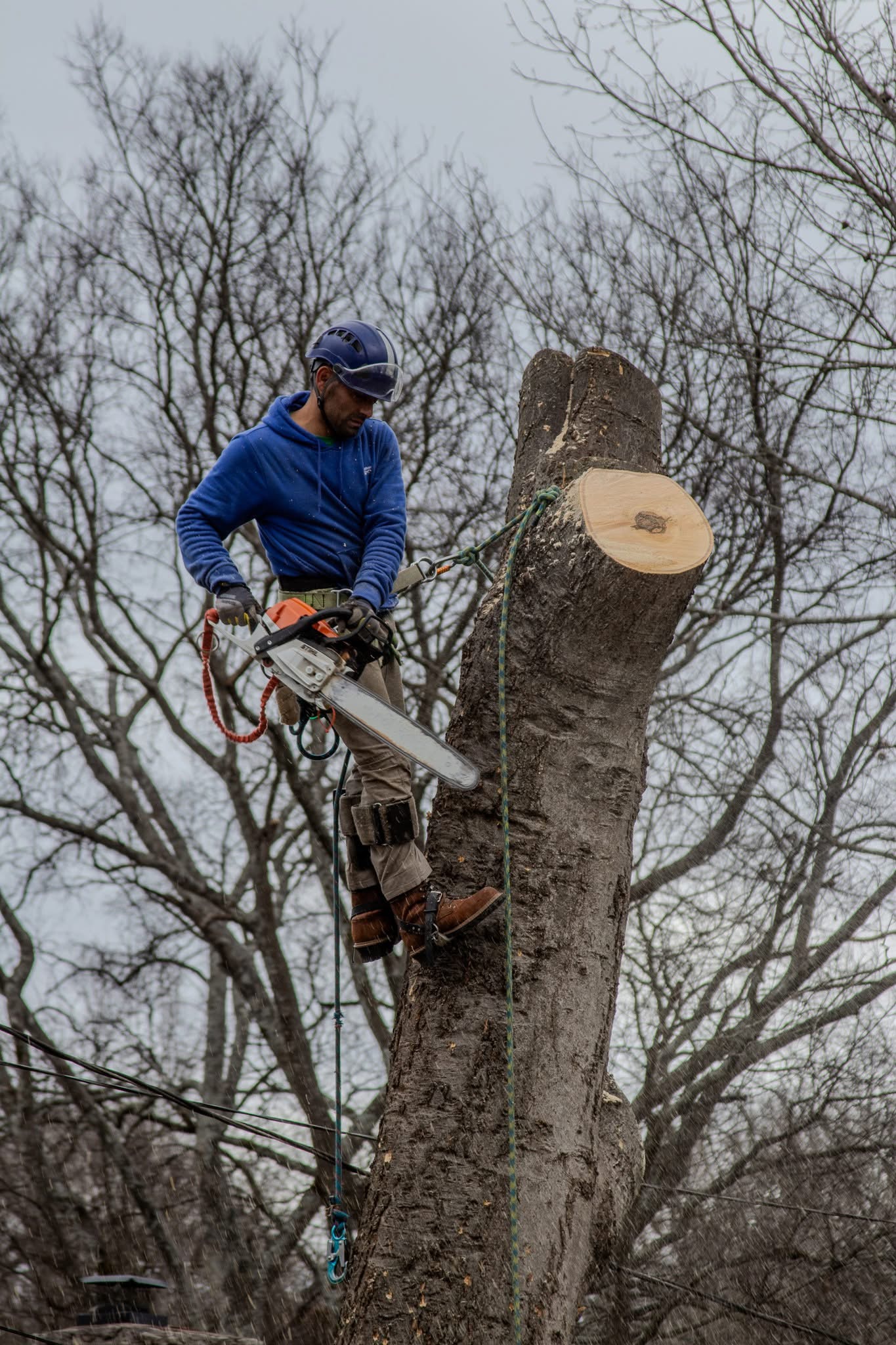 Professional tree removal service in Nashville Tennessee