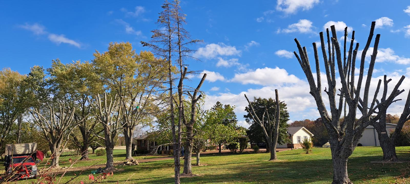 Tree trimming and pruning service Nashville - certified arborist at work